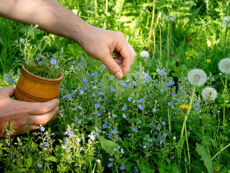 Heilpraktiker für Naturheilkunde 7